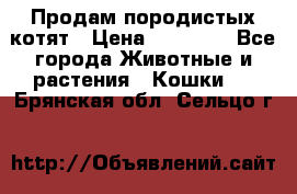 Продам породистых котят › Цена ­ 15 000 - Все города Животные и растения » Кошки   . Брянская обл.,Сельцо г.